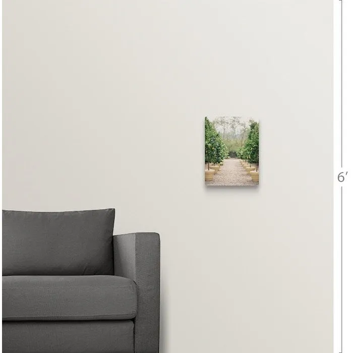"A path of potted lemon trees" Canvas Wall Art