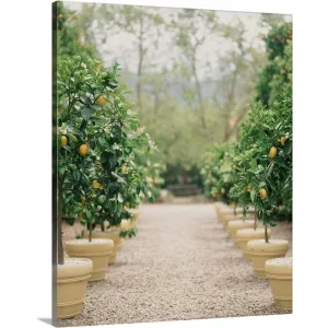 "A path of potted lemon trees" Canvas Wall Art