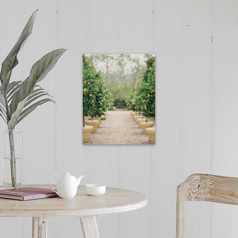 "A path of potted lemon trees" Canvas Wall Art