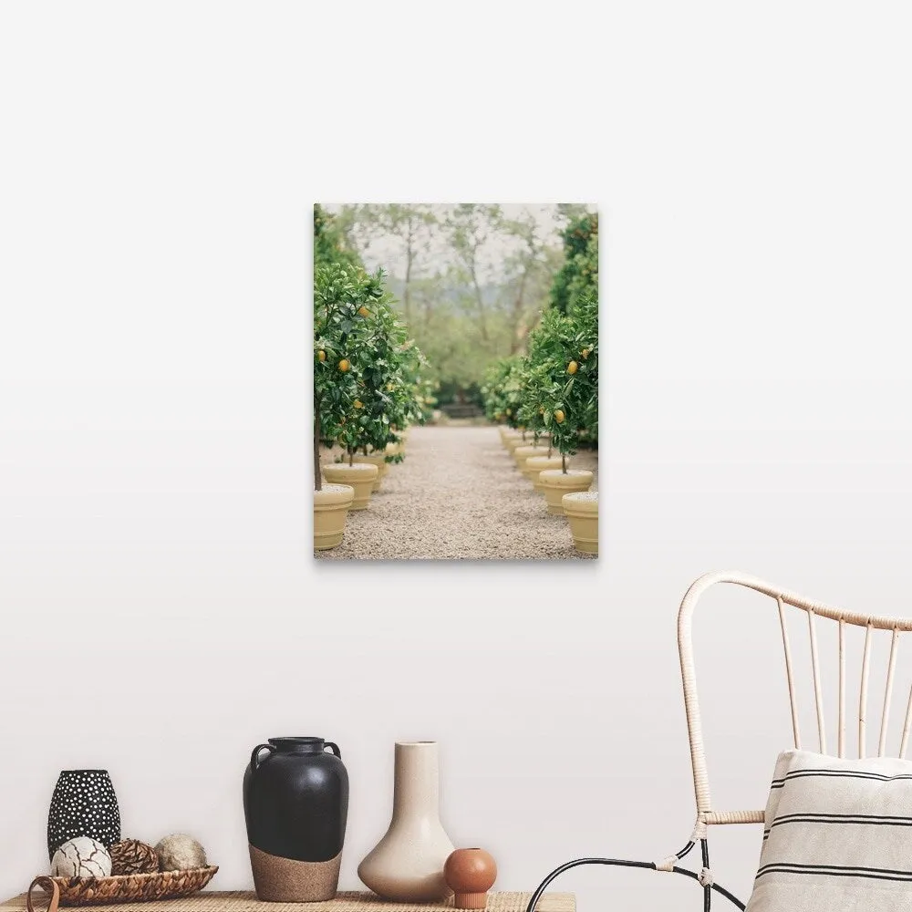 "A path of potted lemon trees" Canvas Wall Art