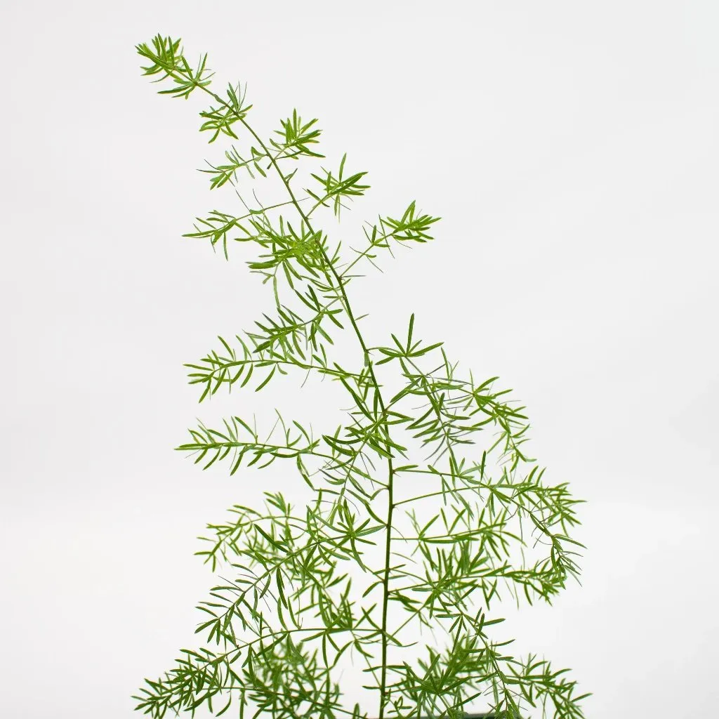 Springeri Green Filler