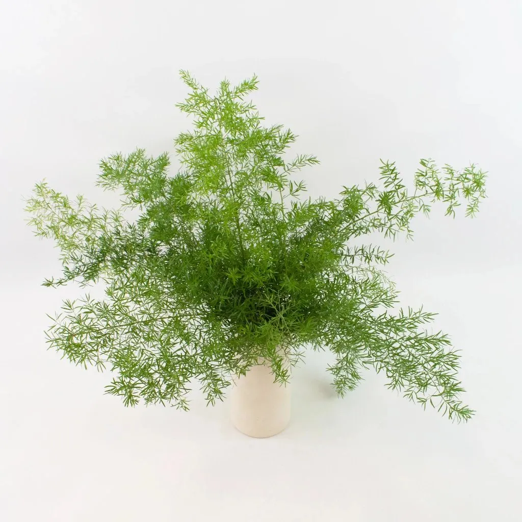 Springeri Green Filler