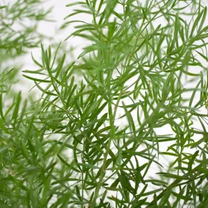 Springeri Green Filler